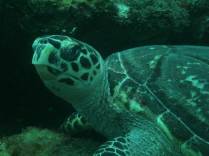 Uma bela tartaruga durante mergulho em Soufriere, sul de Santa Lúcia, no Caribe